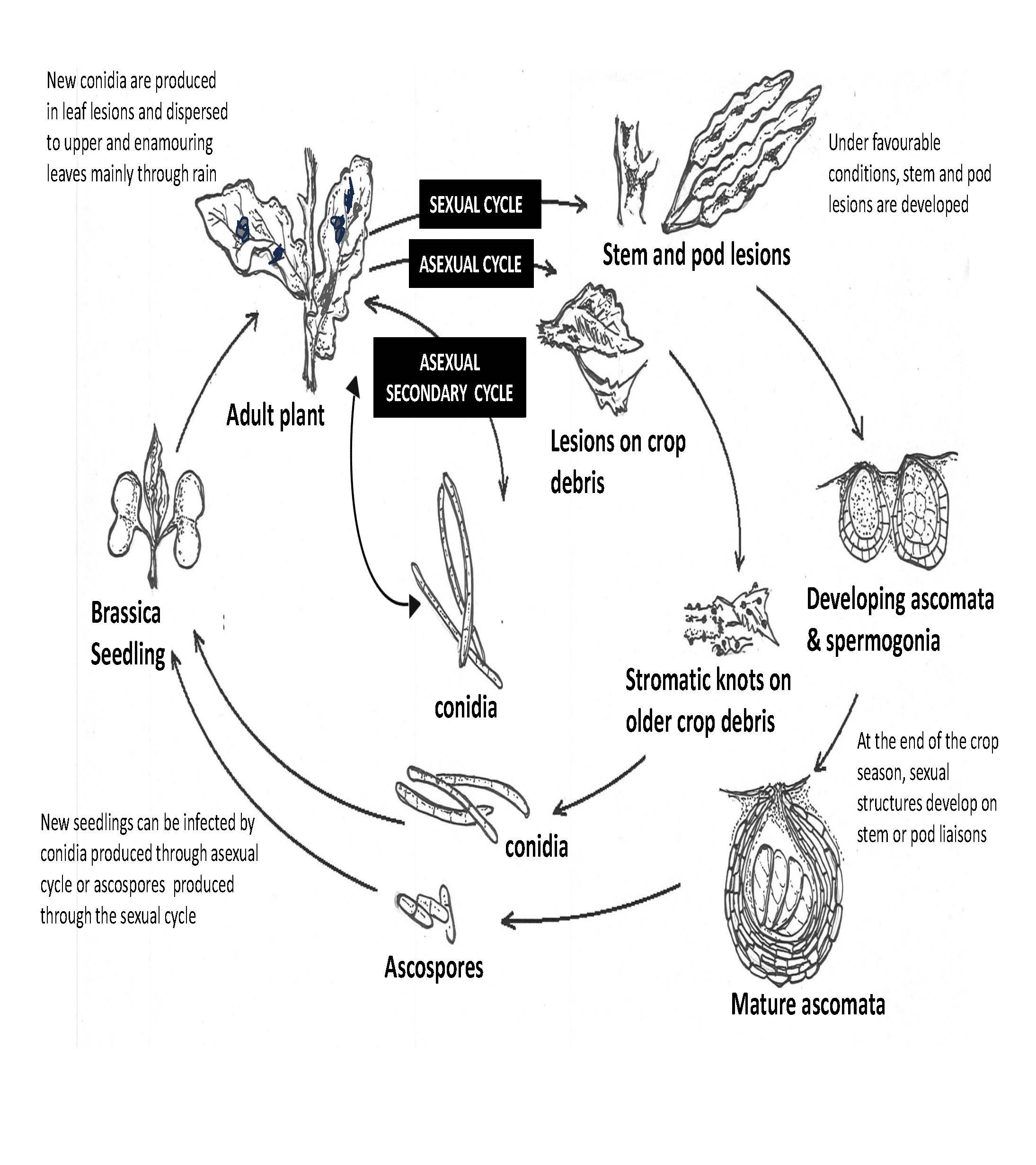 Figure 17